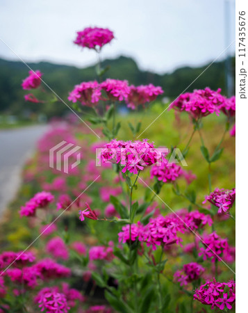 ムシトリナデシコのある風景 117435676