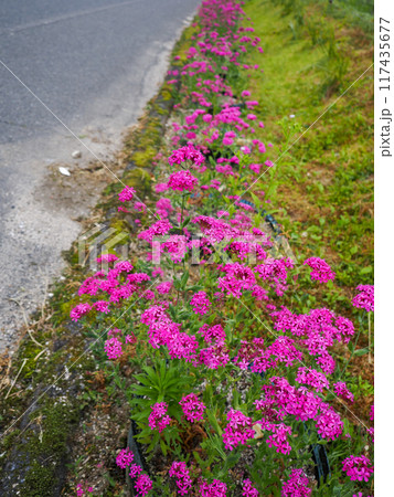 ムシトリナデシコのある風景 ムシトリナデシコのある風景 117435677