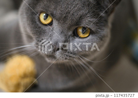 ブリティッシュショートヘアー 117435727