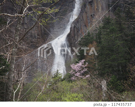 春の樹木が芽生えた層雲峡と銀河の滝 春の樹木が芽生えた層雲峡と銀河の滝 117435737
