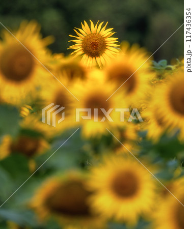満開のひまわり畑 満開のひまわり畑 117436354