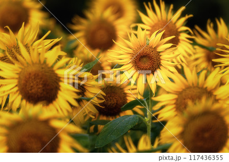 満開のひまわり畑 117436355