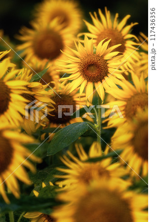 満開のひまわり畑 117436356