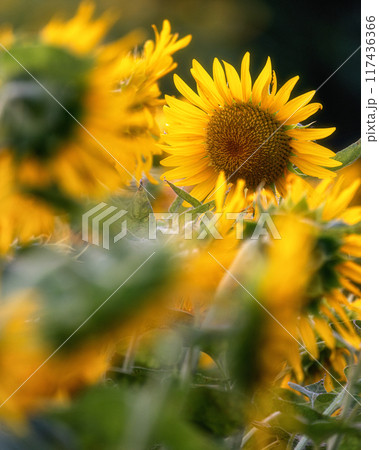 満開のひまわり畑 満開のひまわり畑 117436366