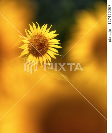 満開のひまわり畑 117436367