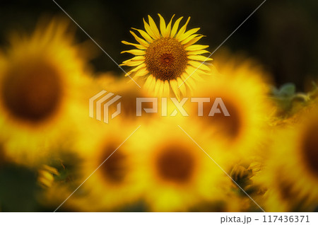 満開のひまわり畑 117436371