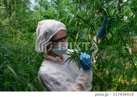 An Expert is Cultivating HighQuality Cannabis While Wearing Protective Gear for Safety 117436419