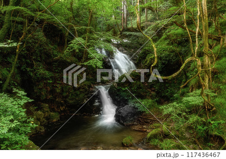 茨城県常陸太田市 早朝の横川の下滝 茨城県常陸太田市 早朝の横川の下滝 117436467