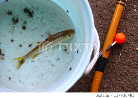 川遊びの人気スポットときがわ町の都幾川で釣られた魚と餌の川虫 川遊びの人気スポットときがわ町の都幾川で釣られた魚と餌の川虫 117436493