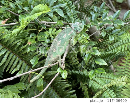 木の枝に尾をからめつかまるカメレオン 117436499
