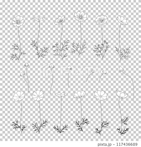 手描きのコスモスの線画パーツ素材イラスト 117436689