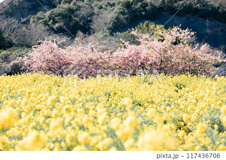 《南知多町》観光農園花ひろばの菜の花畑と河津桜 117436706