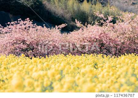 《南知多町》観光農園花ひろばの菜の花畑と河津桜 117436707