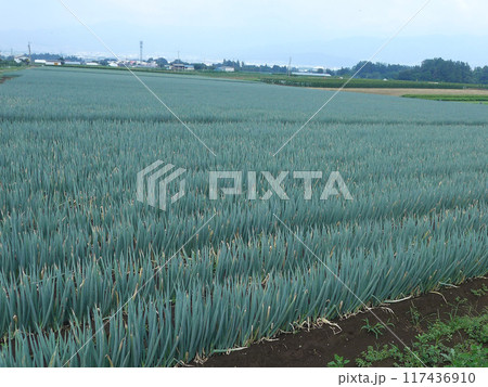 ネギ畑 117436910