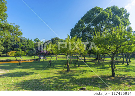奈良公園 夏の片岡梅林 奈良公園 夏の片岡梅林 117436914