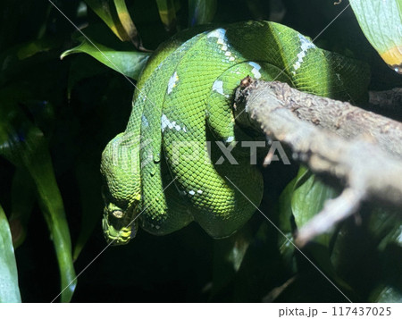 樹上でとぐろを巻くエメラルドツリーボア 117437025