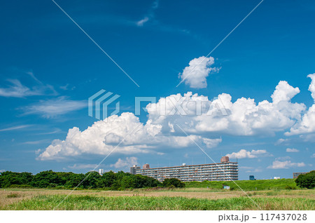 真夏の淀川河川公園　大阪府枚方市 117437028
