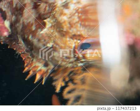 ハウジングが水没した水中カメラでの写真 ハウジングが水没した水中カメラでの写真 117437213