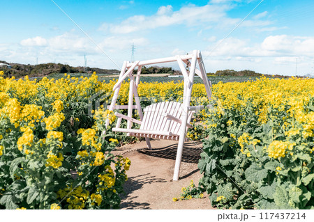 《南知多町》観光農園花ひろばの菜の花畑と白いベンチ 117437214