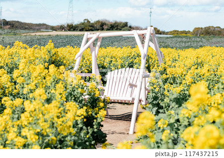 《南知多町》観光農園花ひろばの菜の花畑と白いベンチ 117437215