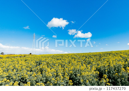 《南知多町》観光農園花ひろばの菜の花畑 117437270