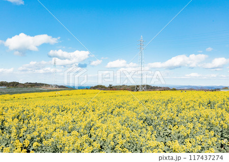《南知多町》観光農園花ひろばの菜の花畑 117437274