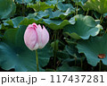 ハスの花 117437281