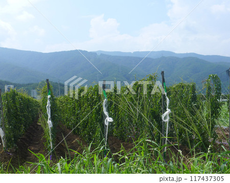 山芋畑 117437305