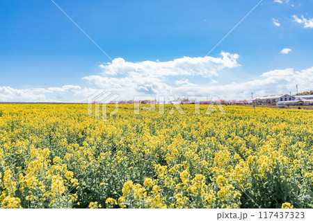 《南知多町》観光農園花ひろばの菜の花畑 117437323