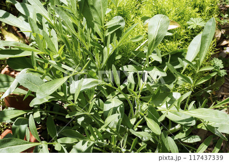 春4月草はらに茂る特定外来生物のオオキンケイギクの緑の葉 春4月草はらに茂る特定外来生物のオオキンケイギクの緑の葉 117437339