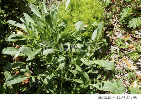 春4月草はらに緑の葉が茂る特定外来生物のオオキンケイギク 117437340