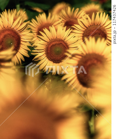 満開のひまわり畑 117437426