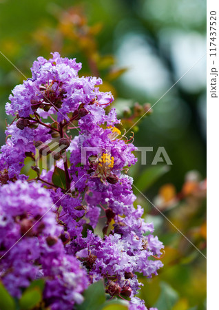百日紅の花 117437520