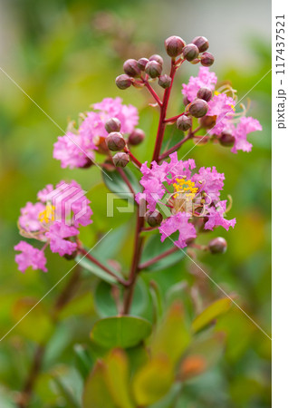 百日紅の花 117437521