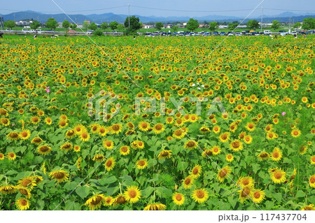 一面に広がるひまわり畑 117437704