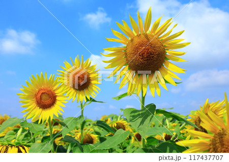 青空に咲くひまわり 117437707