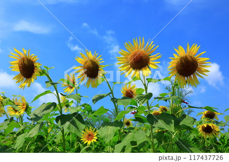 青空に映えるひまわり 117437726