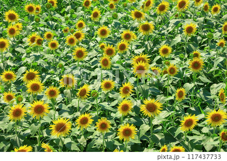 一面に広がるひまわり畑 117437733