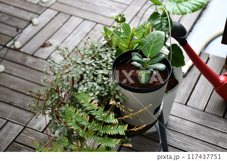 ベランダで育つ観葉植物 ベランダで育つ観葉植物 117437751