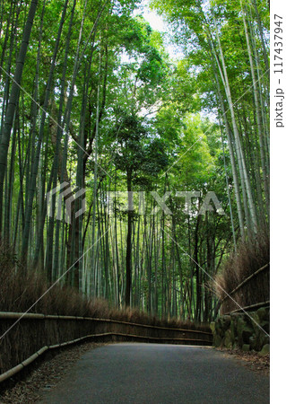 京都散策ー天龍寺・嵯峨野・渡月橋 京都散策ー天龍寺・嵯峨野・渡月橋 117437947