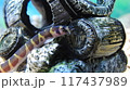 臆病なクーリーローチ 117437989