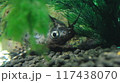 隠れているサカサナマズ 117438070