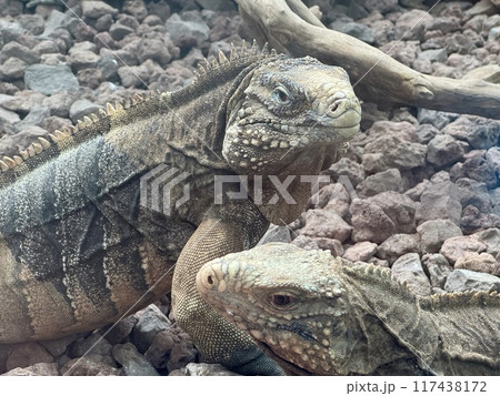 2匹のイグアナ 117438172