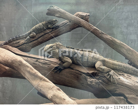木の上でくつろぐ2匹のイグアナ 木の上でくつろぐ2匹のイグアナ 117438173