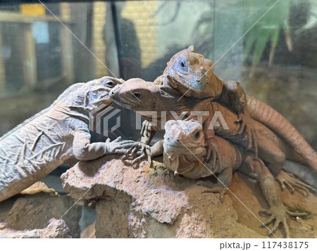 4匹のイグアナ 117438175