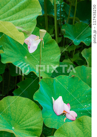 美しく散った蓮の花【安曇野市】 美しく散った蓮の花【安曇野市】 117438250