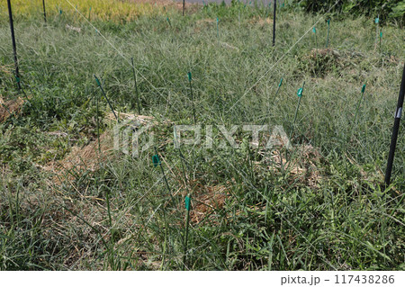 収穫後半のスイカ畑 117438286