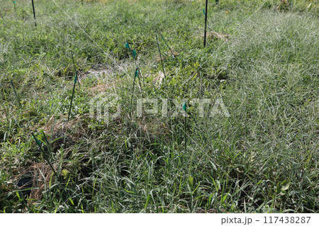 収穫後半のスイカ畑 117438287