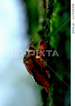 セミの脱け殻 代々木公園真夏の風景 117438306