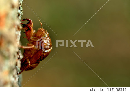 セミの脱け殻 代々木公園真夏の風景 117438311